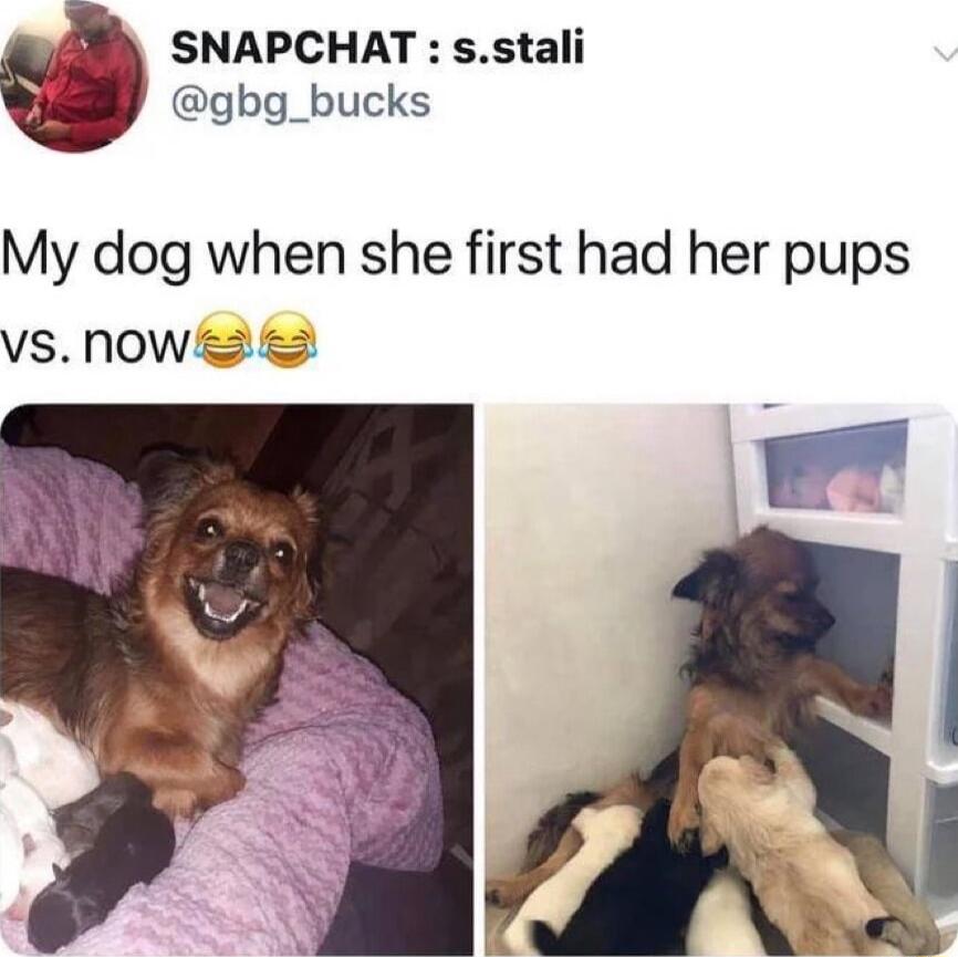 SNAPCHAT sstali gbg_bucks My dog when she first had her pups VS NOWs 2