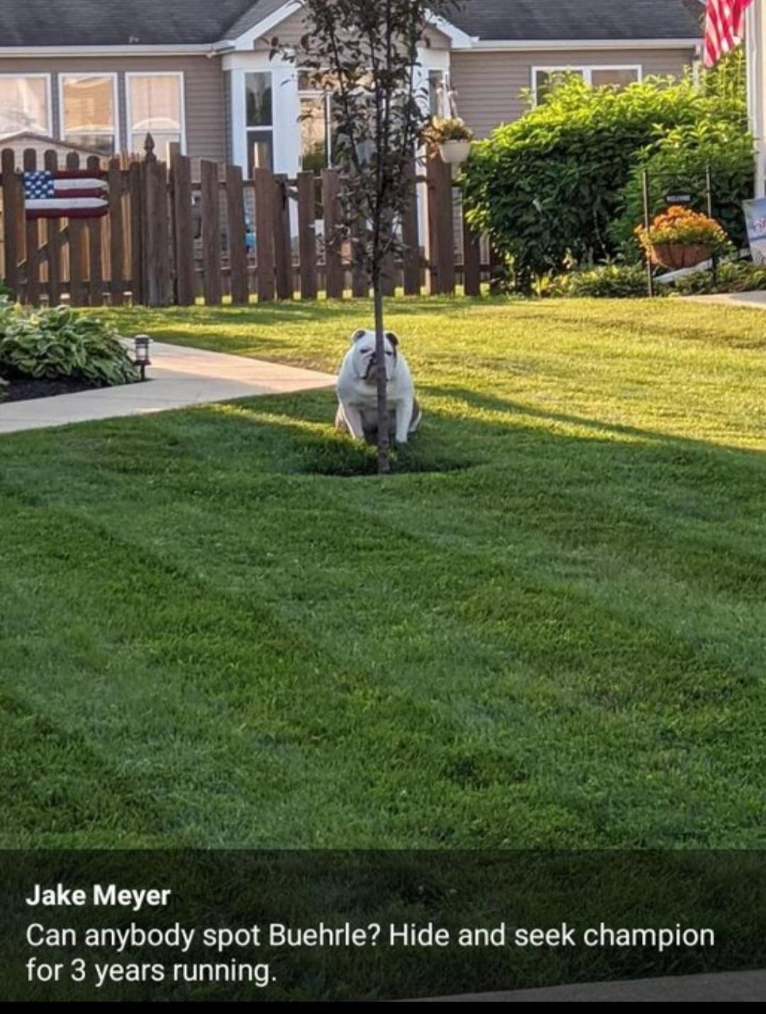 Jake Meyer Can anybody spot Buehrle Hide and seek champion for 3 years running