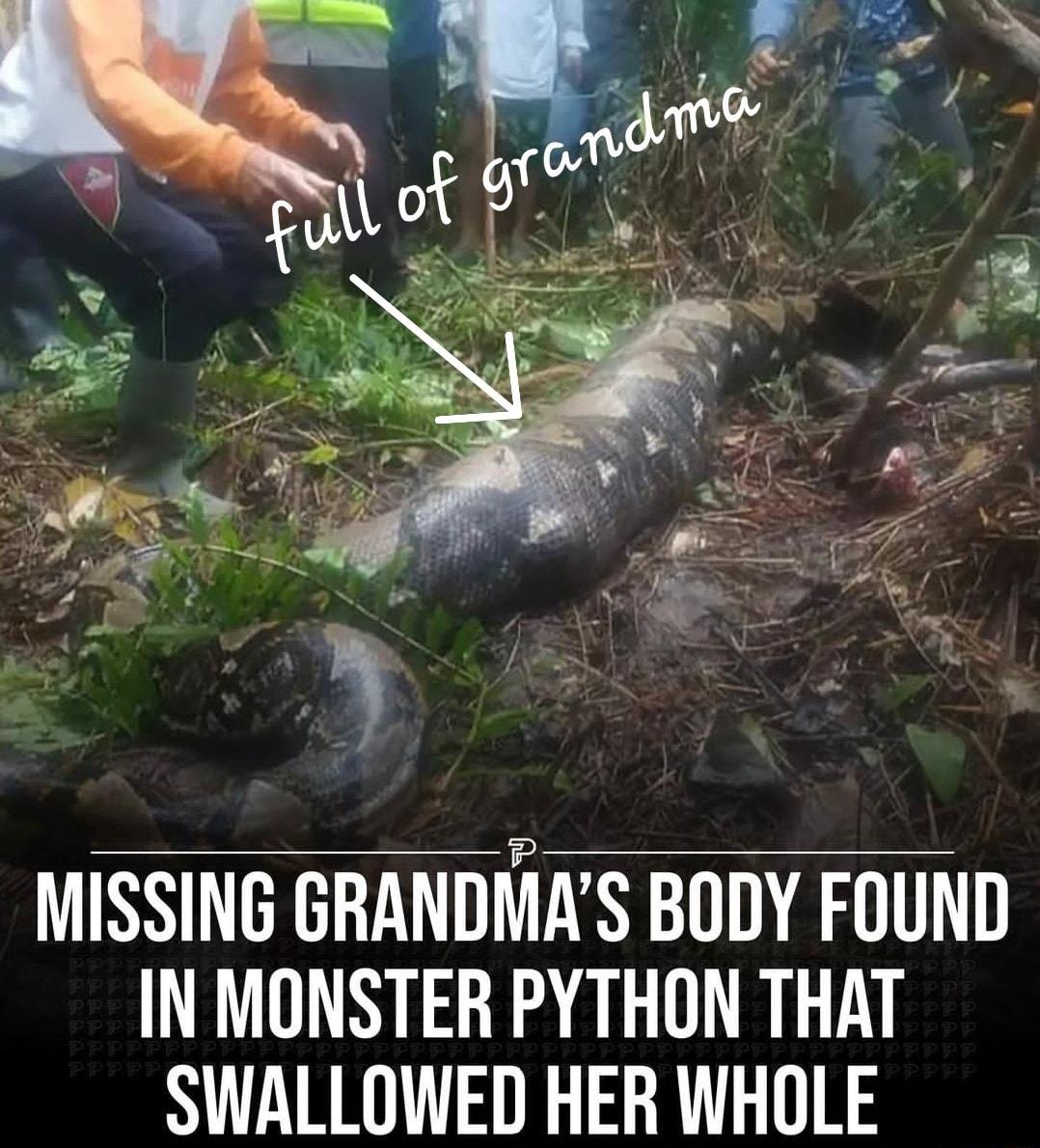 MISSING GRANDIAS BODY FOUND IN MONSTER PYTHON THAT SWALLOWED HER WHOLE