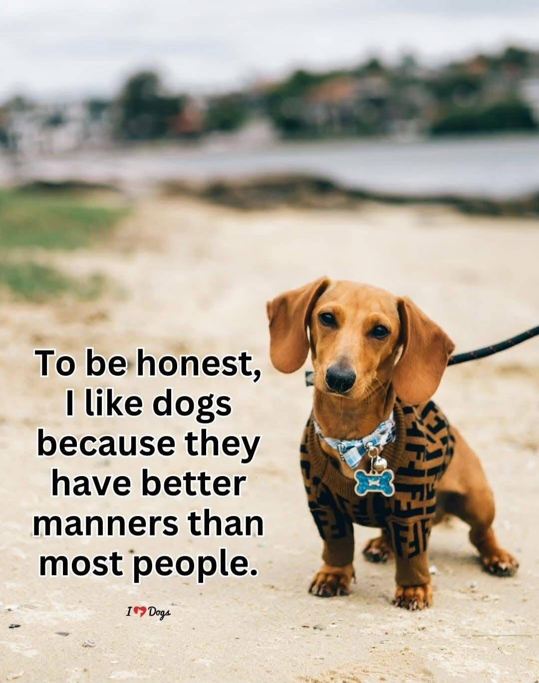 To be honest, I like dogs because they have better manners than most people. I ❤️ Dogs