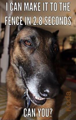 I CAN MAKE IT TO THE FENCE IN 2.8 SECONDS CAN YOU?