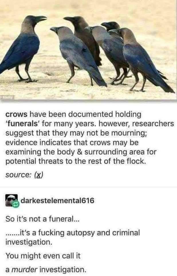 crows have been documented holding funerals for many years however researchers suggest that they may not be mourning evidence indicates that crows may be examining the body surrounding area for potential threats to the rest of the flock source x idarkestelemental616 So its not a funeral its fucking autopsy and criminal investigation You might even call it a murder investigation
