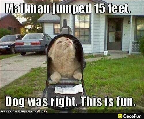 Mailman jumped 15 feet. Dog was right. This is fun.