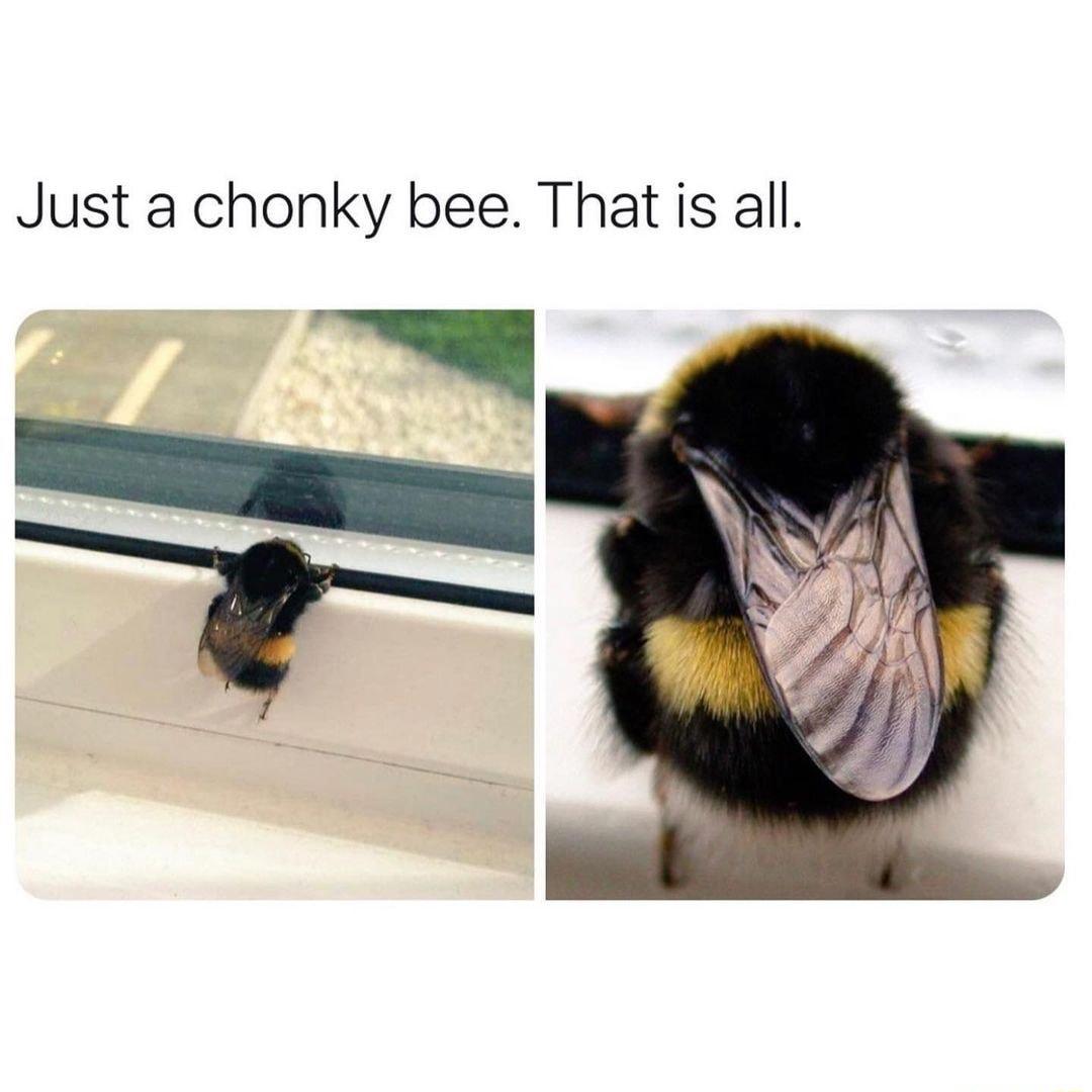 Just a chonky bee That is all