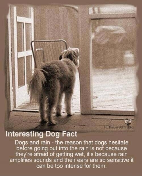 Interesting Dog Fact
Dogs and rain - the reason that dogs hesitate before going out into the rain is not because they're afraid of getting wet, it's because rain amplifies sounds and their ears are so sensitive it can be too intense for them.