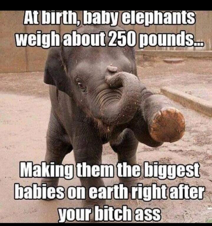 At birth, baby elephants weigh about 250 pounds... Making them the biggest babies on earth right after your bitch ass