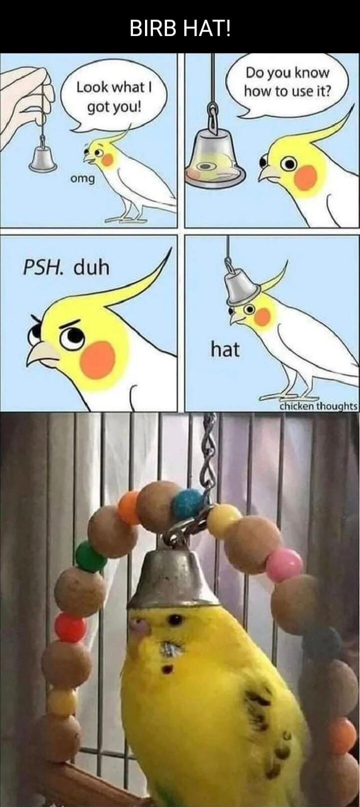 BIRB HAT Look what got you ie Chicken thoughts