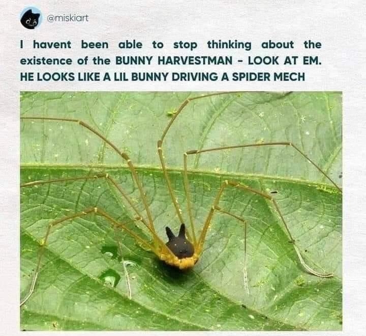 o havent been able to stop thinking about the existence of the BUNNY HARVESTMAN LOOK AT EM
