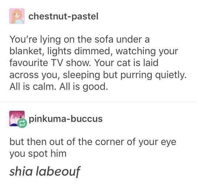 chestnut pastel Youre lying on the sofa under a blanket lights dimmed watching your favourite TV show Your cat is laid across you sleeping but purring quietly All is calm All is good pinkuma buccus but then out of the corner of your eye you spot him shia labeouf