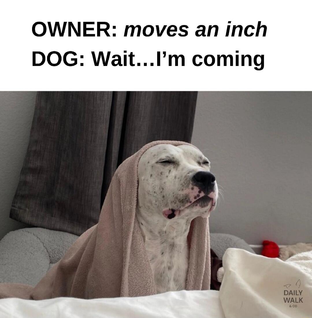 OWNER: moves an inch
DOG: Wait...I’m coming