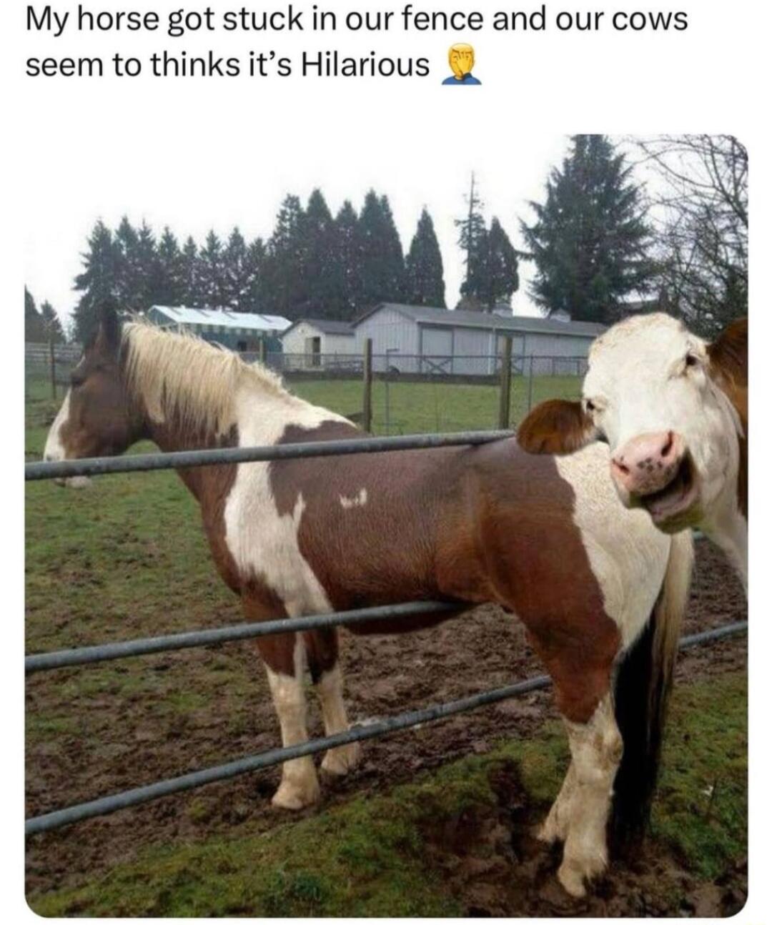 My horse got stuck in our fence and our cows seem to thinks its Hilarious