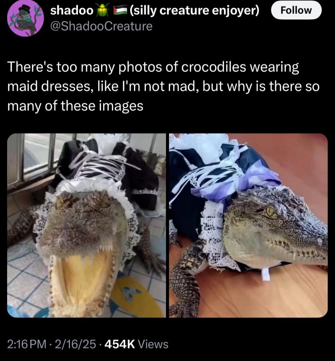 shadoo silly creature enjoyer ShadooCreature Theres too many photos of crocodiles wearing maid dresses like Im not mad but why is there so MEAGRGEEENEEES 216PM 21625 454K Views
