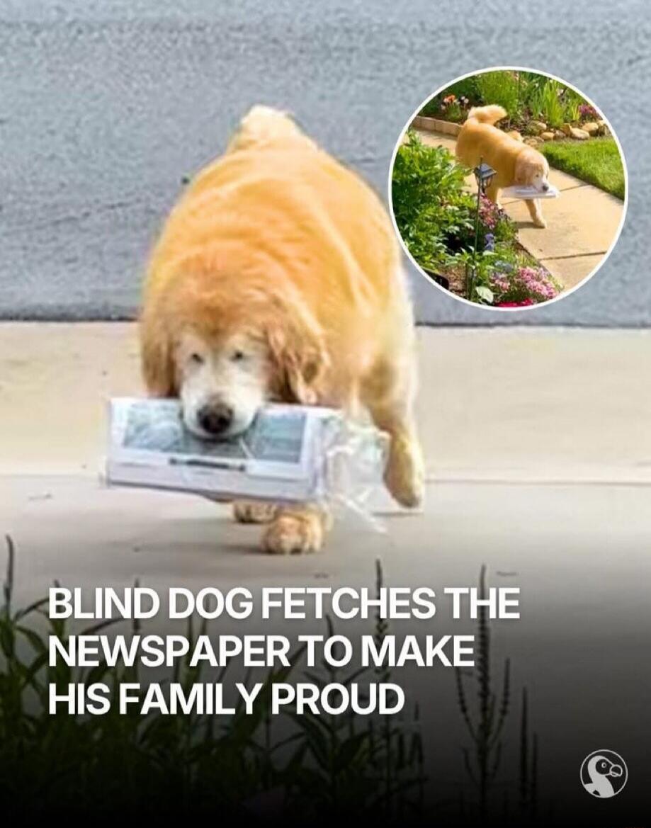 BLIND DOG FETCHES THE NEWSPAPER TO MAKE HIS FAMILY PROUD