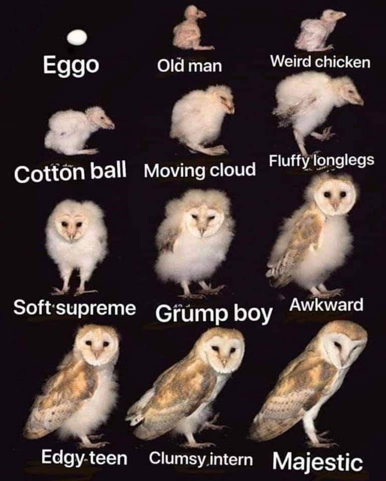 I 4 J eTeT Old man Weird chicken by q ball Movmgcloud Rlixs X Softsupreme Gfump boy Awkward Edgyteen Clumsyintern LY ETES T