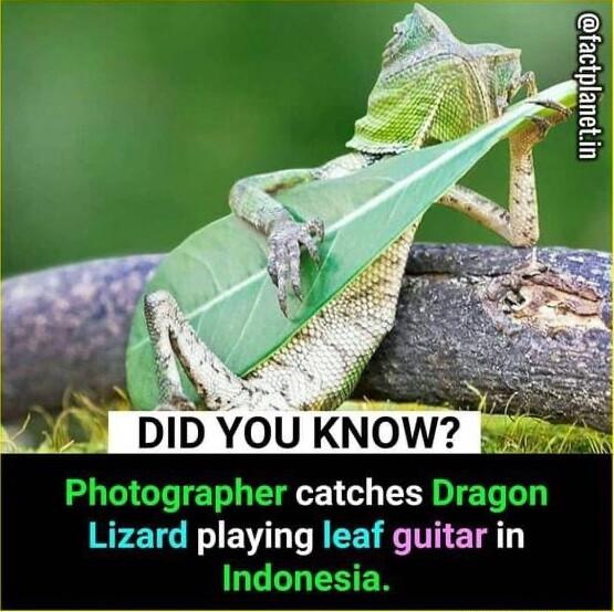 235 d L DID YOU KNOW Photographer catches Dragon RPETG N BT T R EE T ET Indonesia