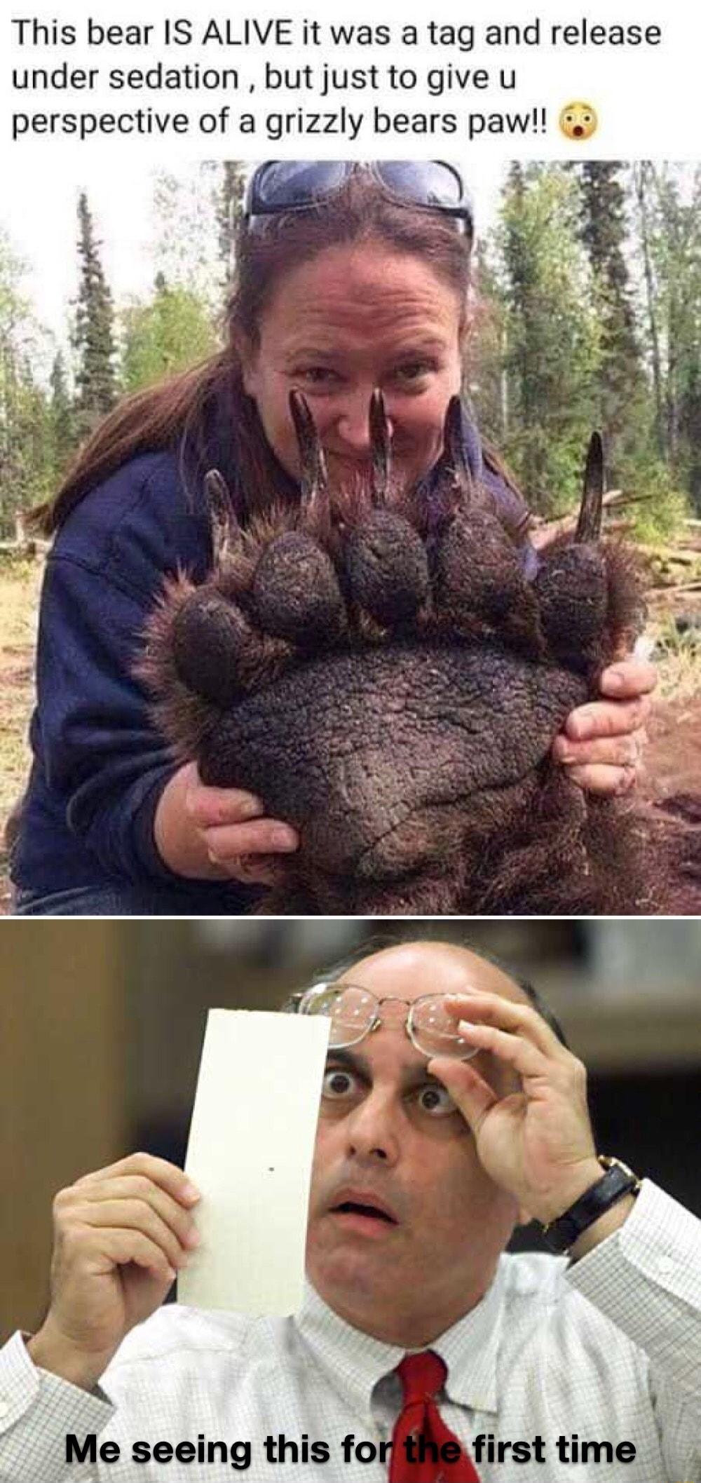 This bear IS ALIVE it was a tag and release under sedation but just to give u perspective of a grizzly bears paw Me seeing this for