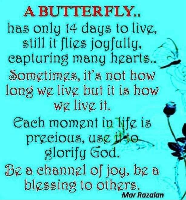A BUTTERFLY.. has only 14 days to live, still it flies joyfully, capturing many hearts.. Sometimes, it's not how long we live but it is how we live it. Each moment in life is precious, use it to glorify God. Be a channel of joy, be a blessing to others. Mar Razalan