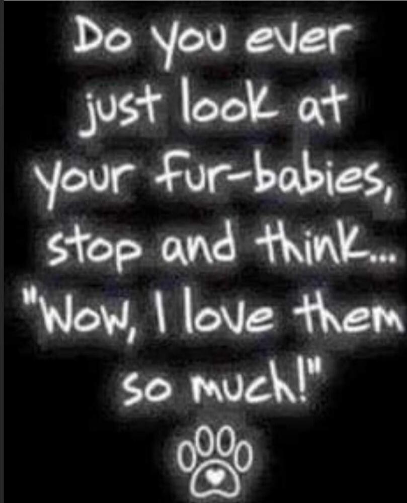 Do you ever just look at your fur-babies, stop and think... 
