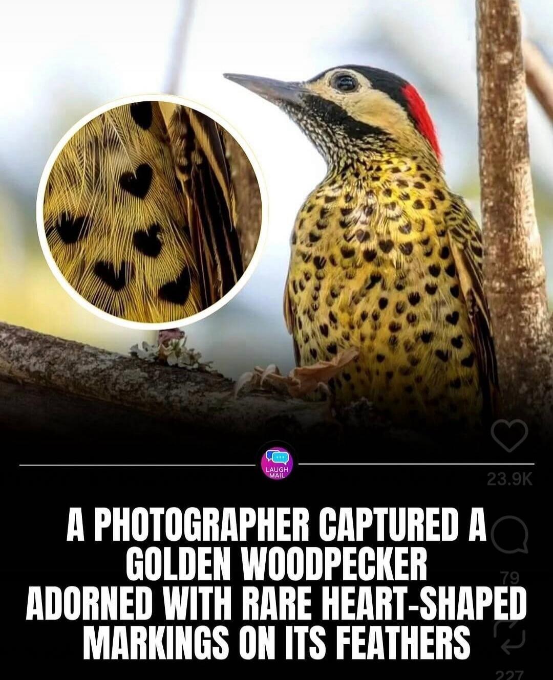 A PHOTOGRAPHER CAPTURED A GOLDEN WOODPECKER ADORNED WITH RARE HEART-SHAPED MARKINGS ON ITS FEATHERS