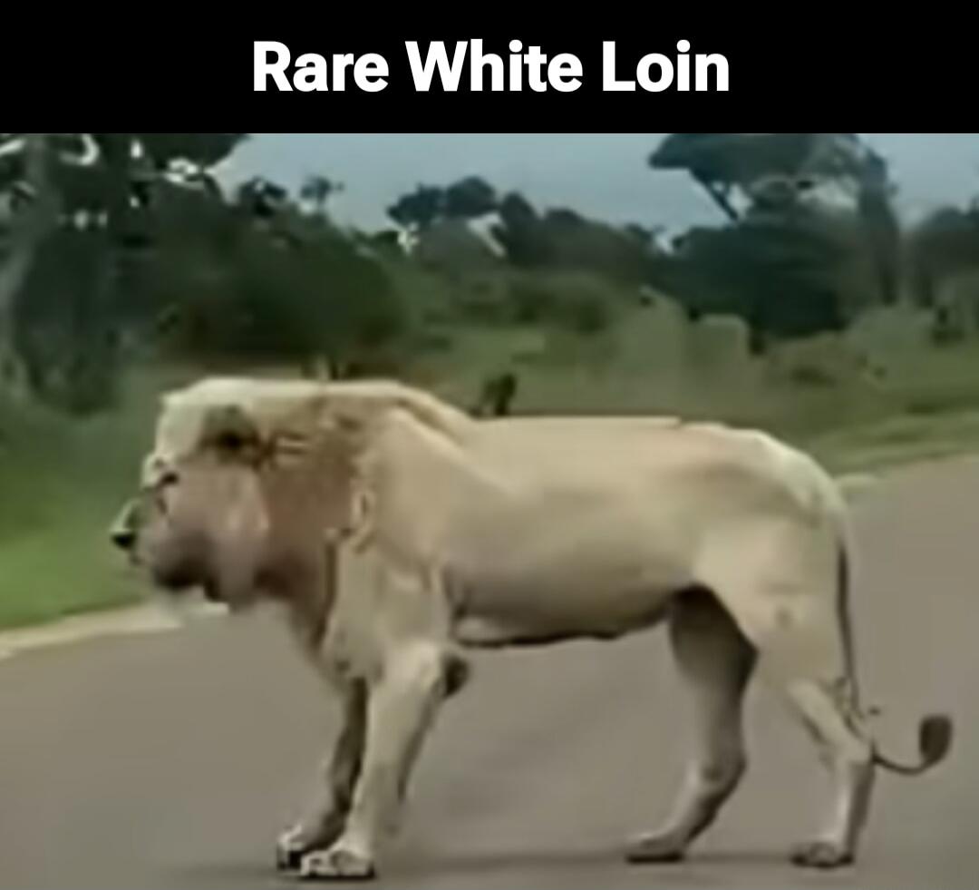 Rare White Loin