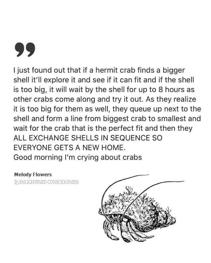 9 just found out that if a hermit crab finds a bigger shell itll explore it and see if it can fit and if the shell is too big it will wait by the shell for up to 8 hours as other crabs come along and try it out As they realize it is too big for them as well they queue up next to the shell and form a line from biggest crab to smallest and wait for the crab that is the perfect fit and then they ALL 