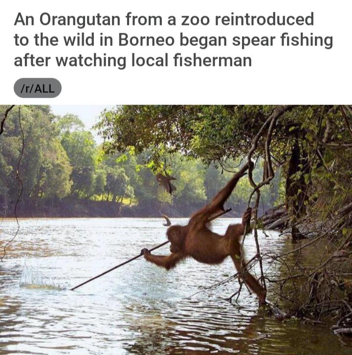 An Orangutan from a zoo reintroduced to the wild in Borneo began spear fishing after watching local fisherman