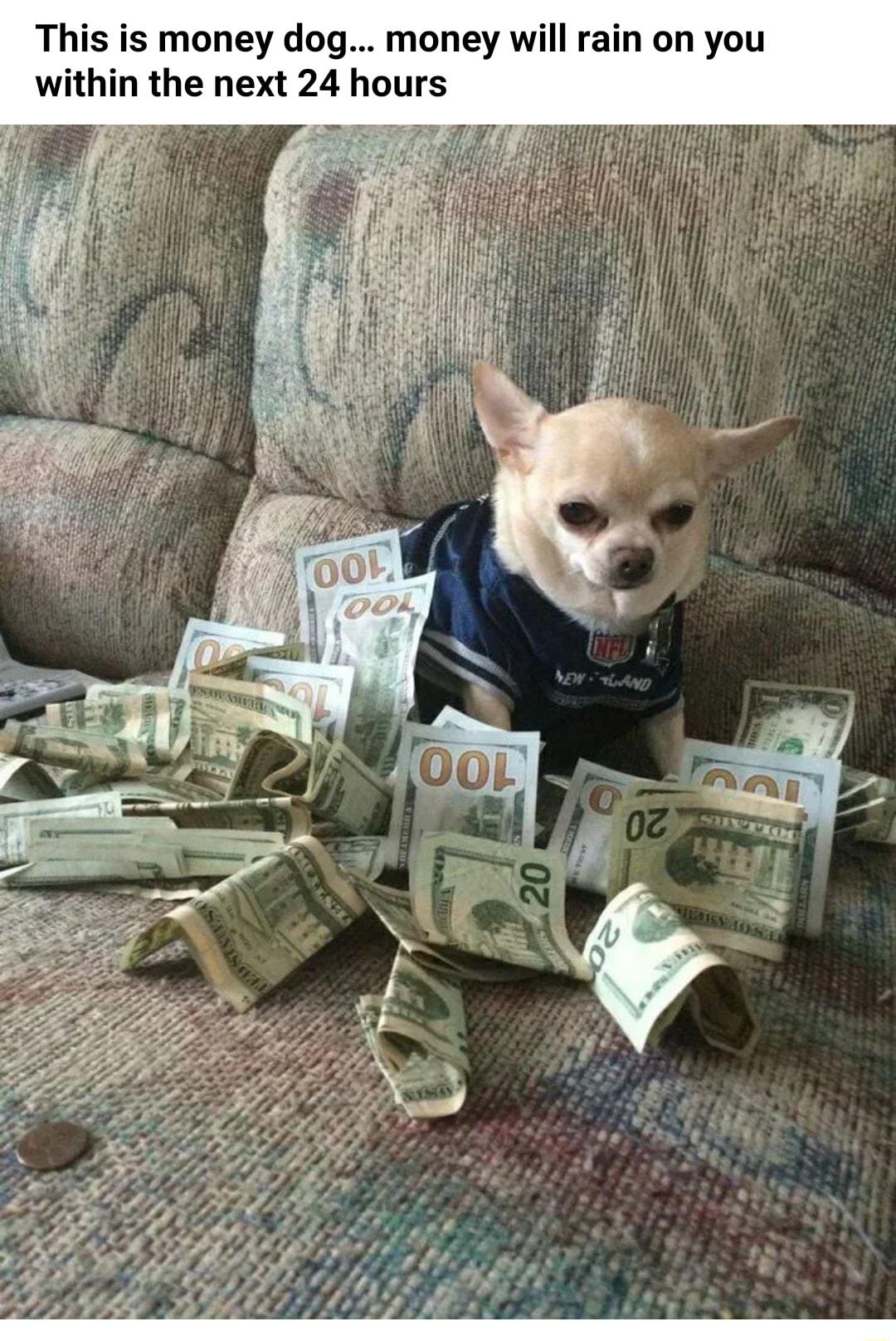 This is money dog money will rain on you within the next 24 hours