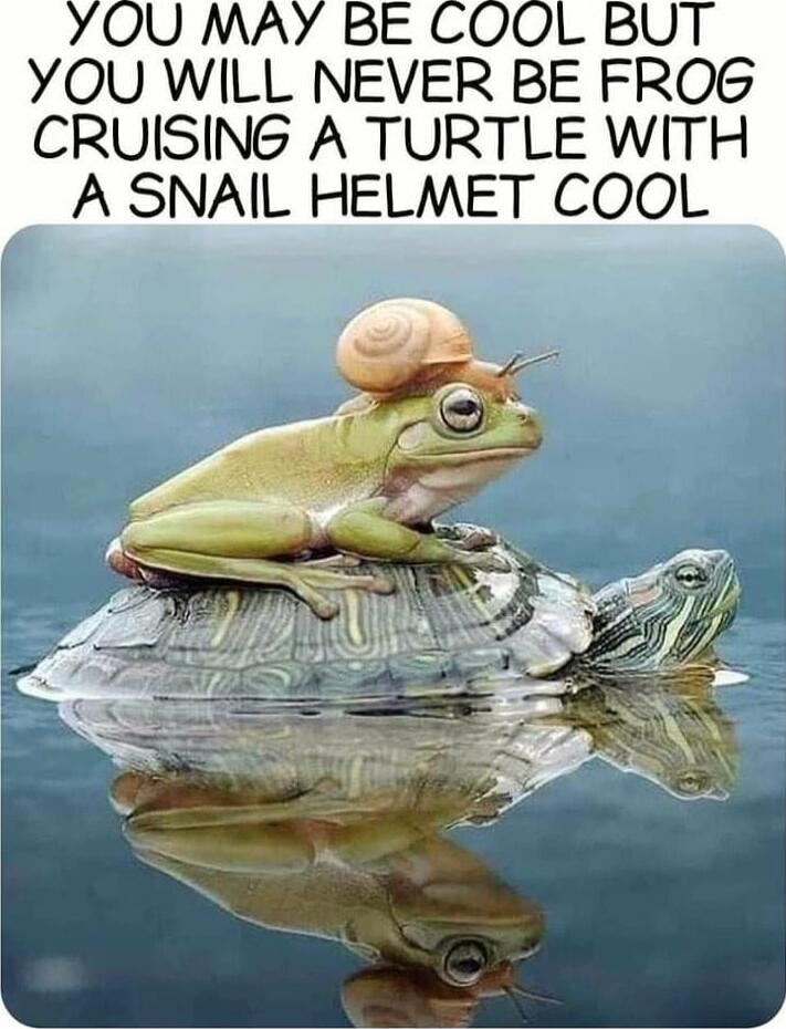 YOU MAY BE COOL BUT YOU WILL NEVER BE FROG CRUISING A TURTLE WITH A SNAIL HELMET COOL