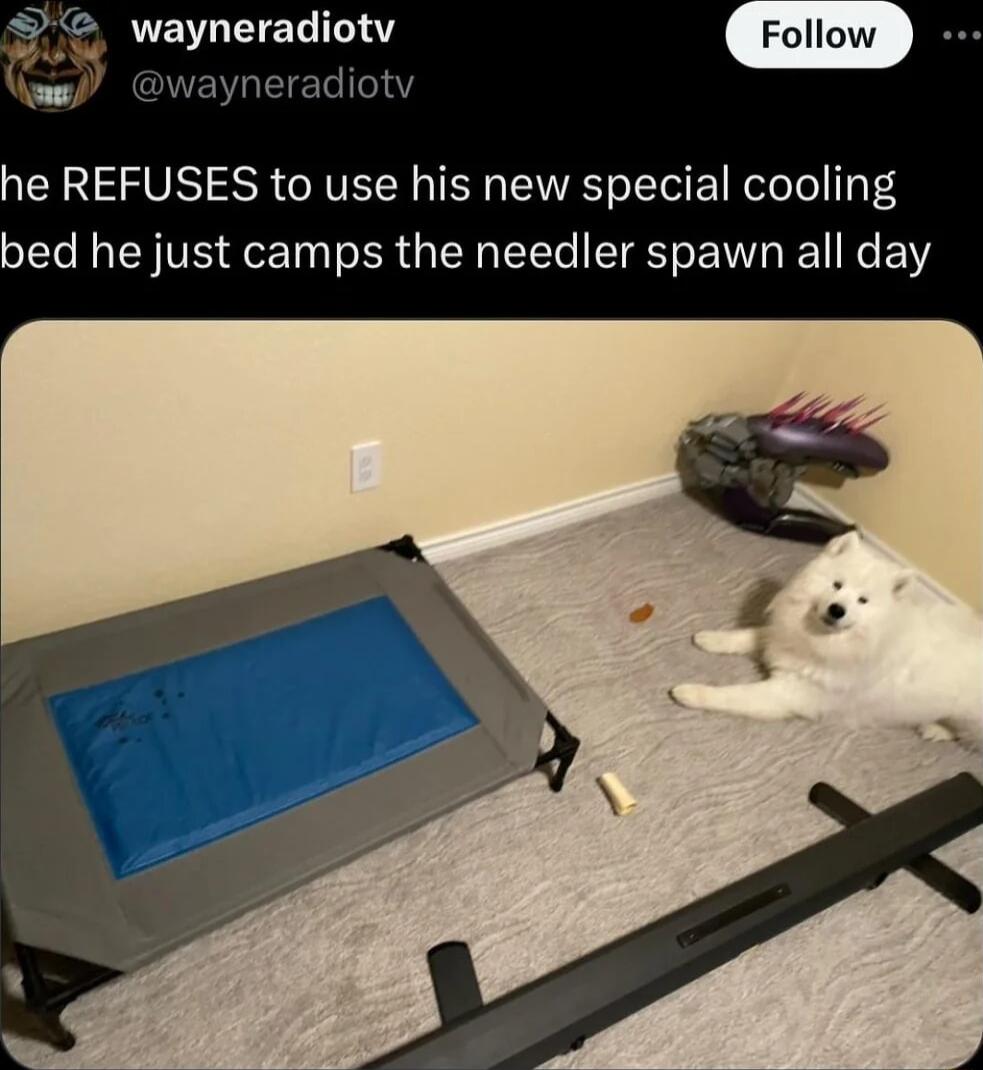 wayneradiotv yneradiotv he REFUSES to use his new special cooling bed he just camps the needler spawn all day