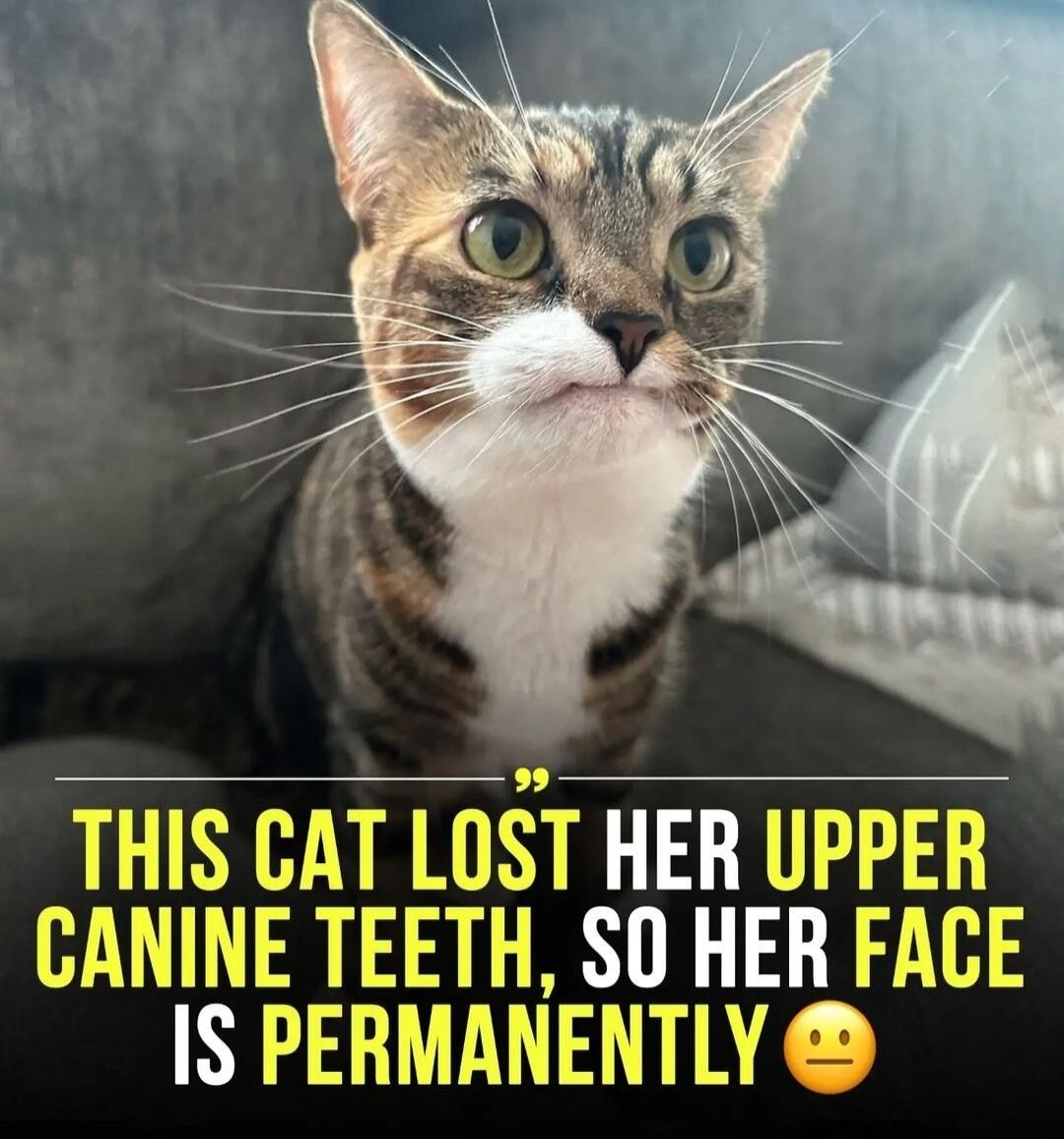 THIS CAT LOST HER UPPER CANINE TEETH SO HER FACE IS PERMANENTLY