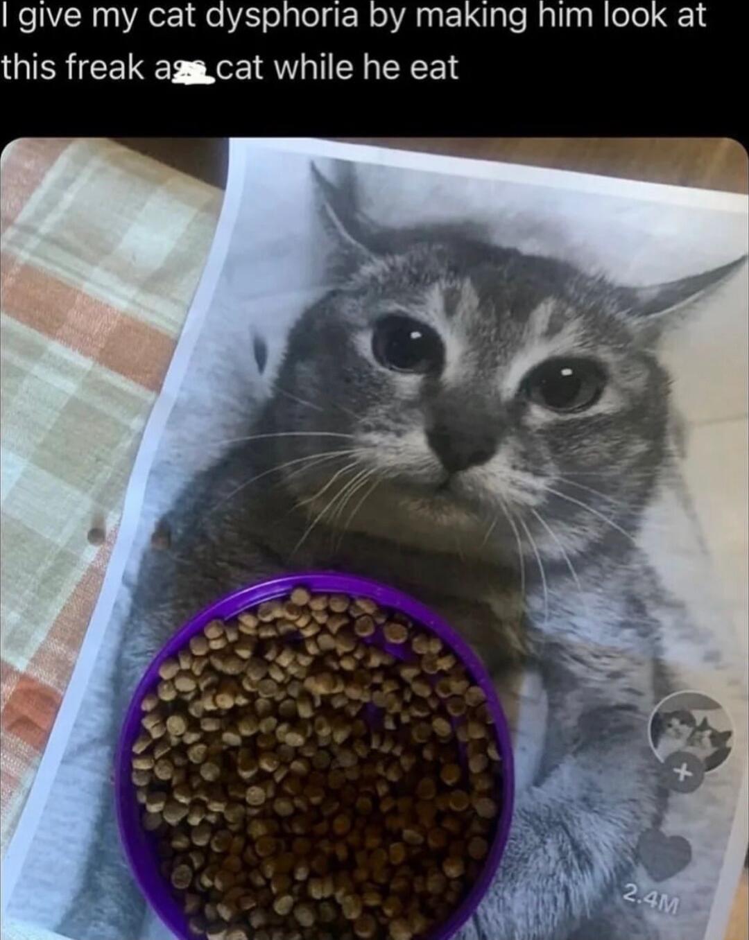 give my cat dysphoria by making him look at this freak agmcat while he eat