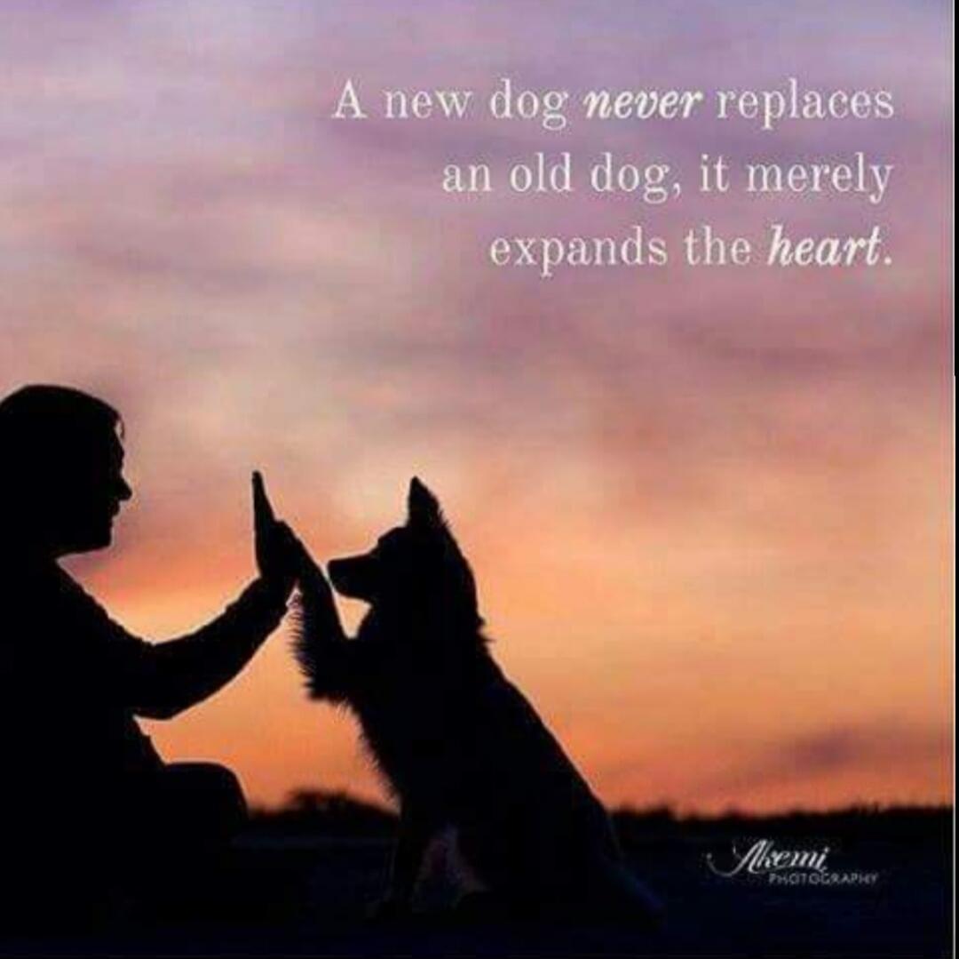 A new dog never replaces an old dog, it merely expands the heart. Akemi PHOTOGRAPHY