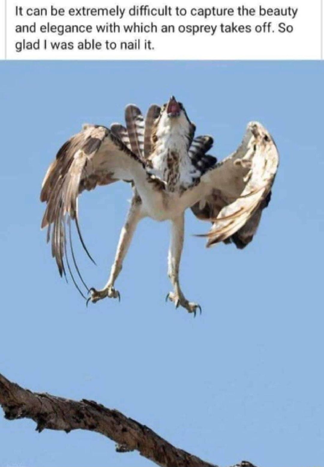 Crap bird phclography Join Group post by Nicole Wilde Jun 6 It can be extremely difficult to capture the beauty and elegance with which an osprey takes off So glad was able to nail it