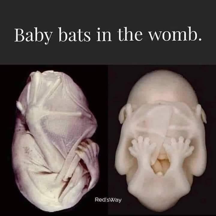 Baby bats in the womb
