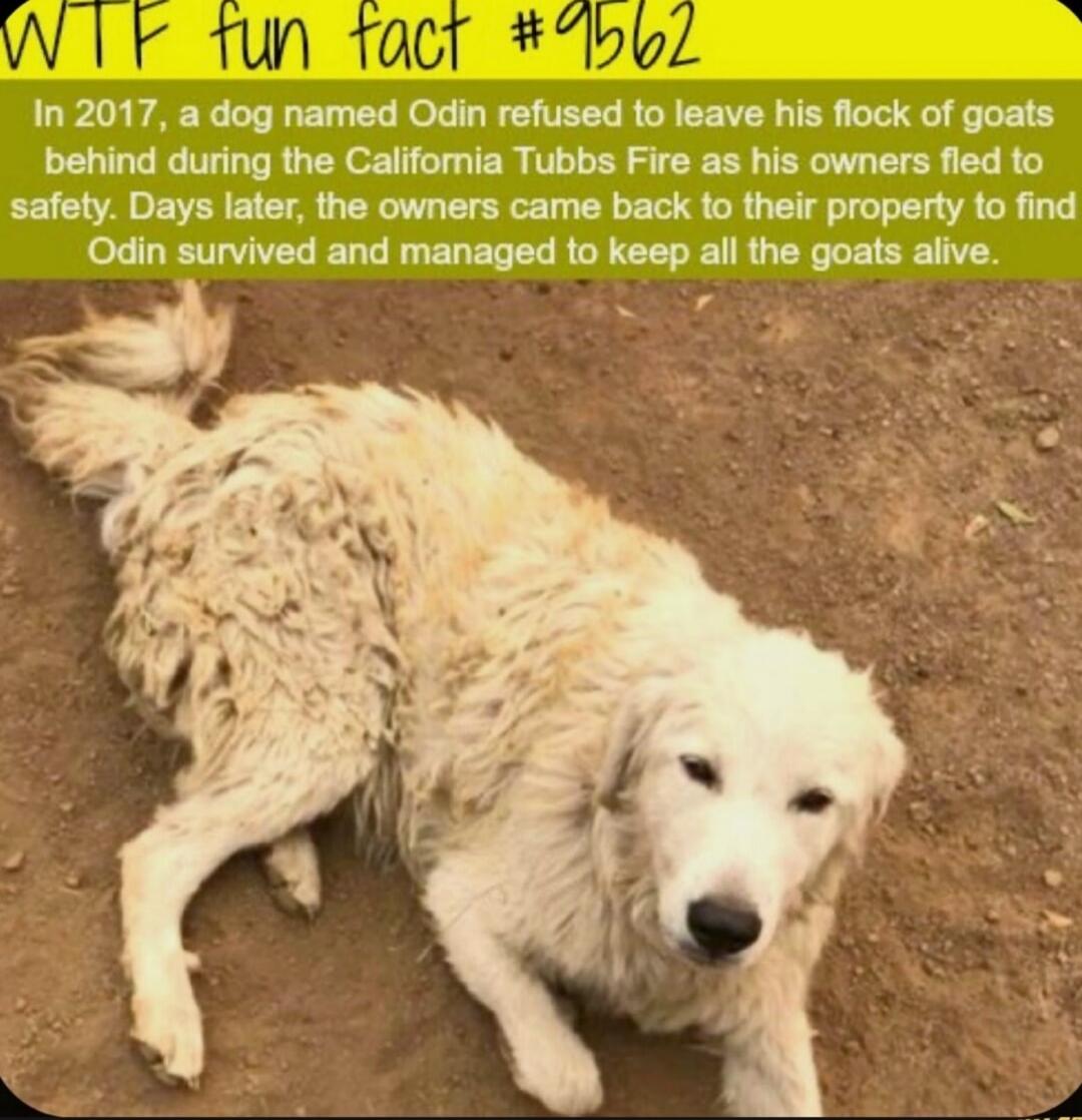 WTF fun fact #9562
In 2017, a dog named Odin refused to leave his flock of goats behind during the California Tubbs Fire as his owners fled to safety. Days later, the owners came back to their property to find Odin survived and managed to keep all the goats alive.
