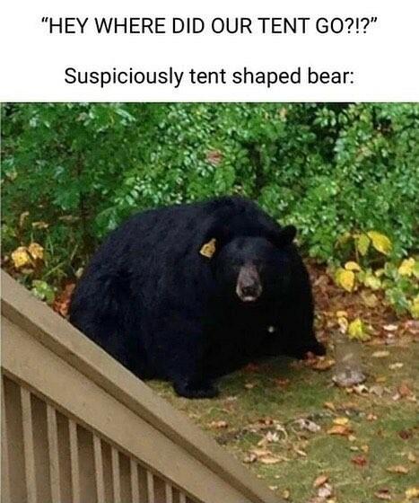 HEY WHERE DID OUR TENT GO Suspiciously tent shaped be