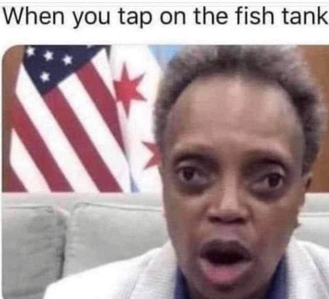 When you tap on the fish tank
