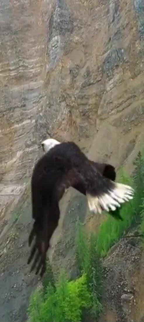 A large bird, possibly an eagle, is flying near a steep cliff.