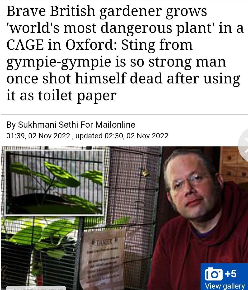 MEOREMe 4 Brave British gardener grows worlds most dangerous plant in a CAGE in Oxford Sting from gympie gympie is so strong man once shot himself dead after using it as toilet paper By Sukhmani Sethi For Mailonline 0139 02 Nov 2022 updated 0230 02 Nov 2022