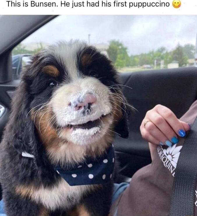 This is Bunsen He just had his first puppuccino