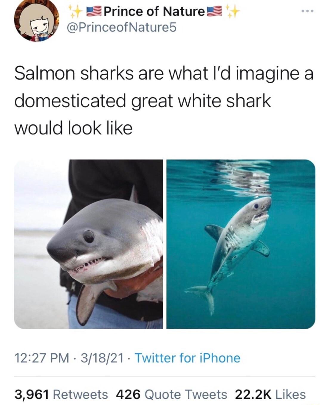 Prince of Nature PrinceofNature5 Salmon sharks are what Id imagine a domesticated great white shark would look like 1227 PM 31821 Twitter for iPhone 3961 Retweets 426 Quote Tweets 222K Likes
