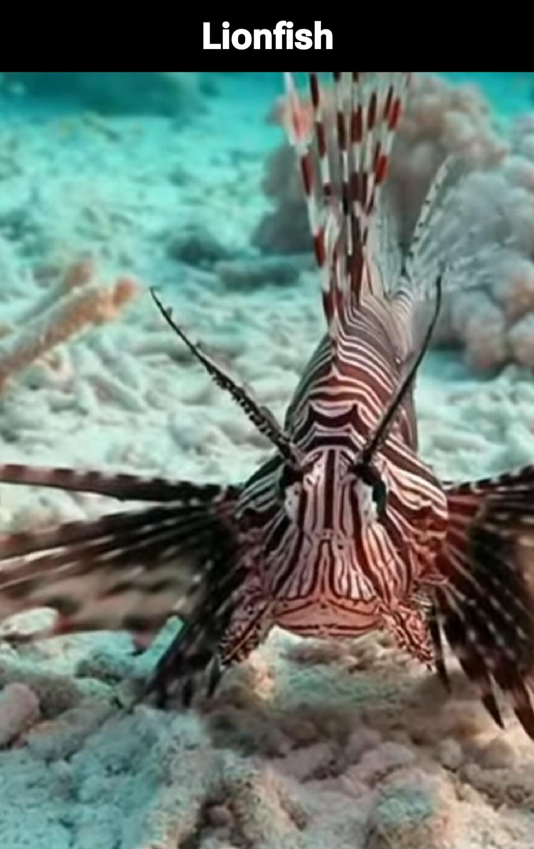 Lionfish