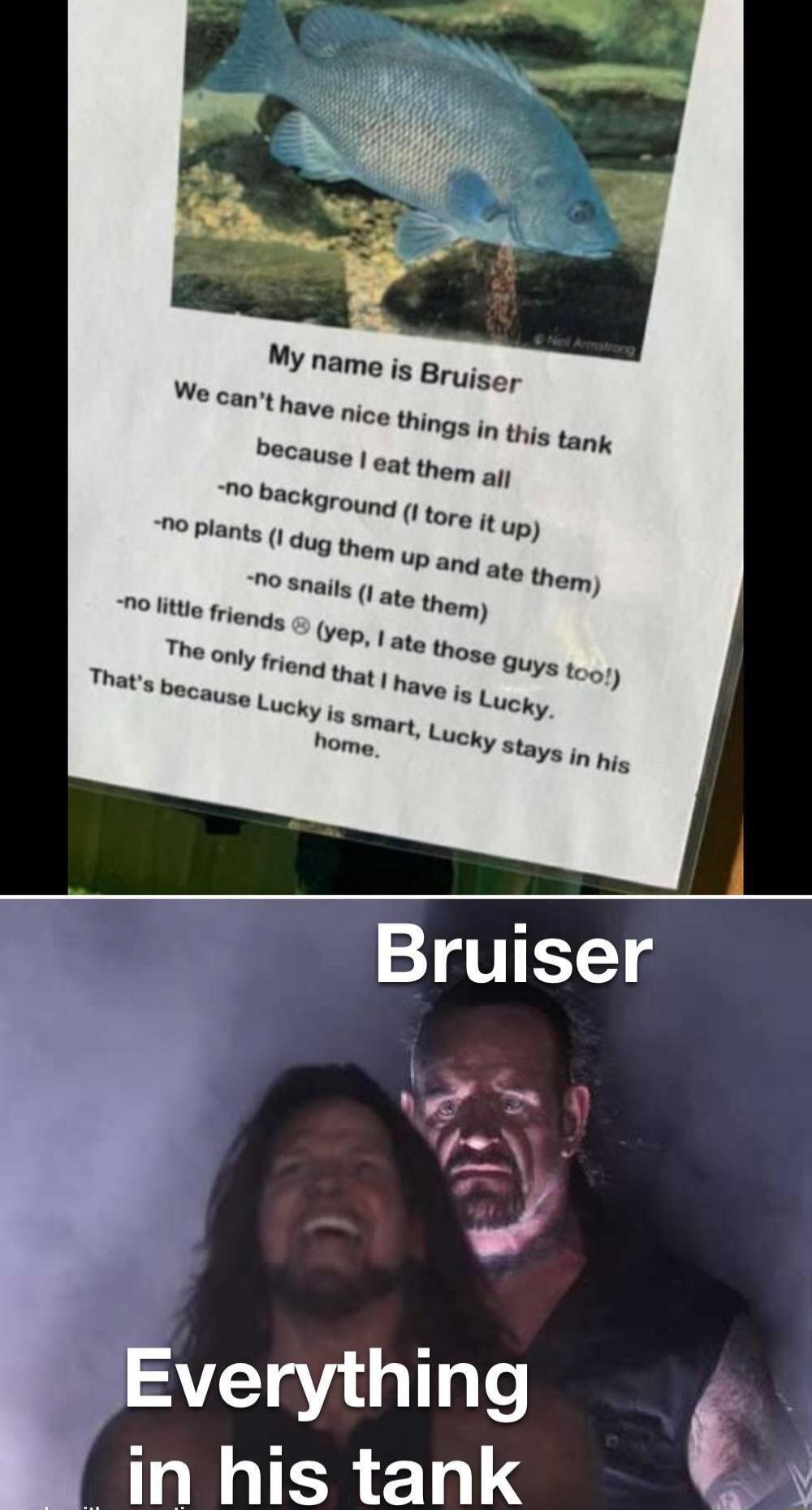 My name is Bruiser We cant have picq things in this tapy DeCause eat thop an 0 backgroyng in his tank