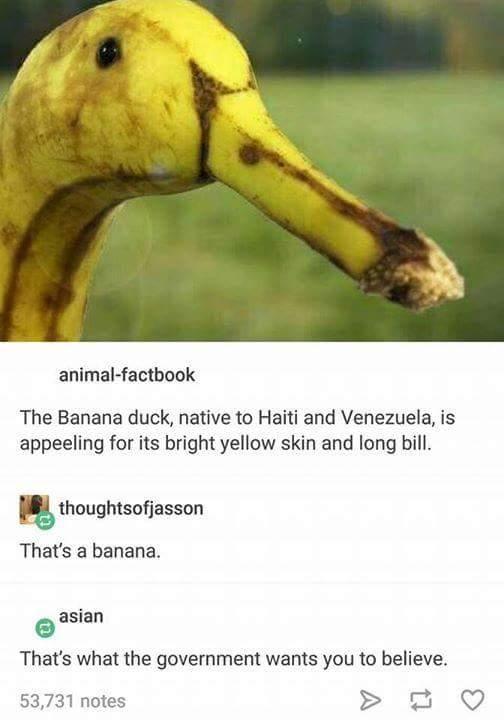 animal factbook The Banana duck native to Haiti and Venezuela is appeeling for its bright yellow skin and long bill R thoughtsofjasson Thats a banana asian Thats what the government wants you to believe 53731 notes 2 QO
