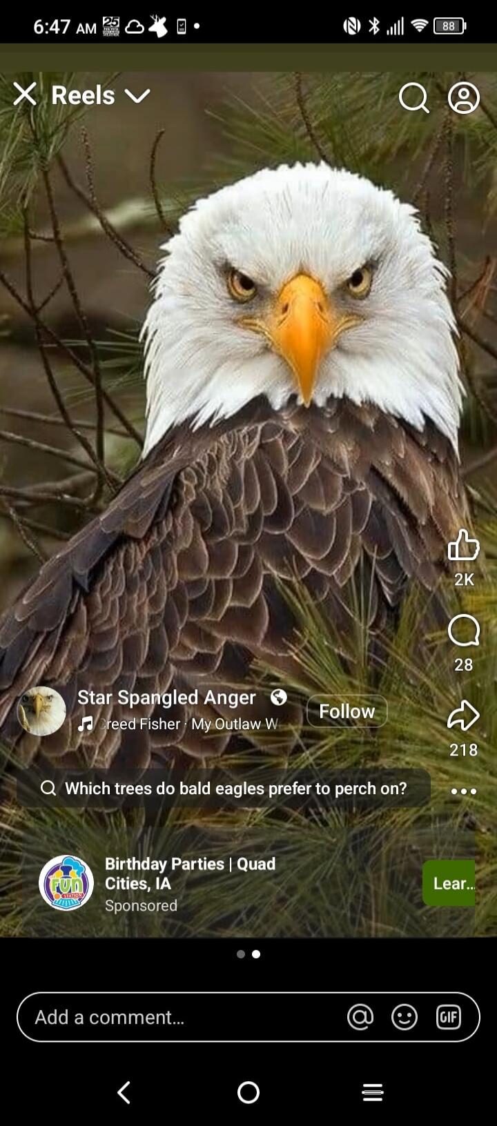 A close-up of a bald eagle with the text 'Star Spangled Anger' and a question 'Which trees do bald eagles prefer to perch on?'