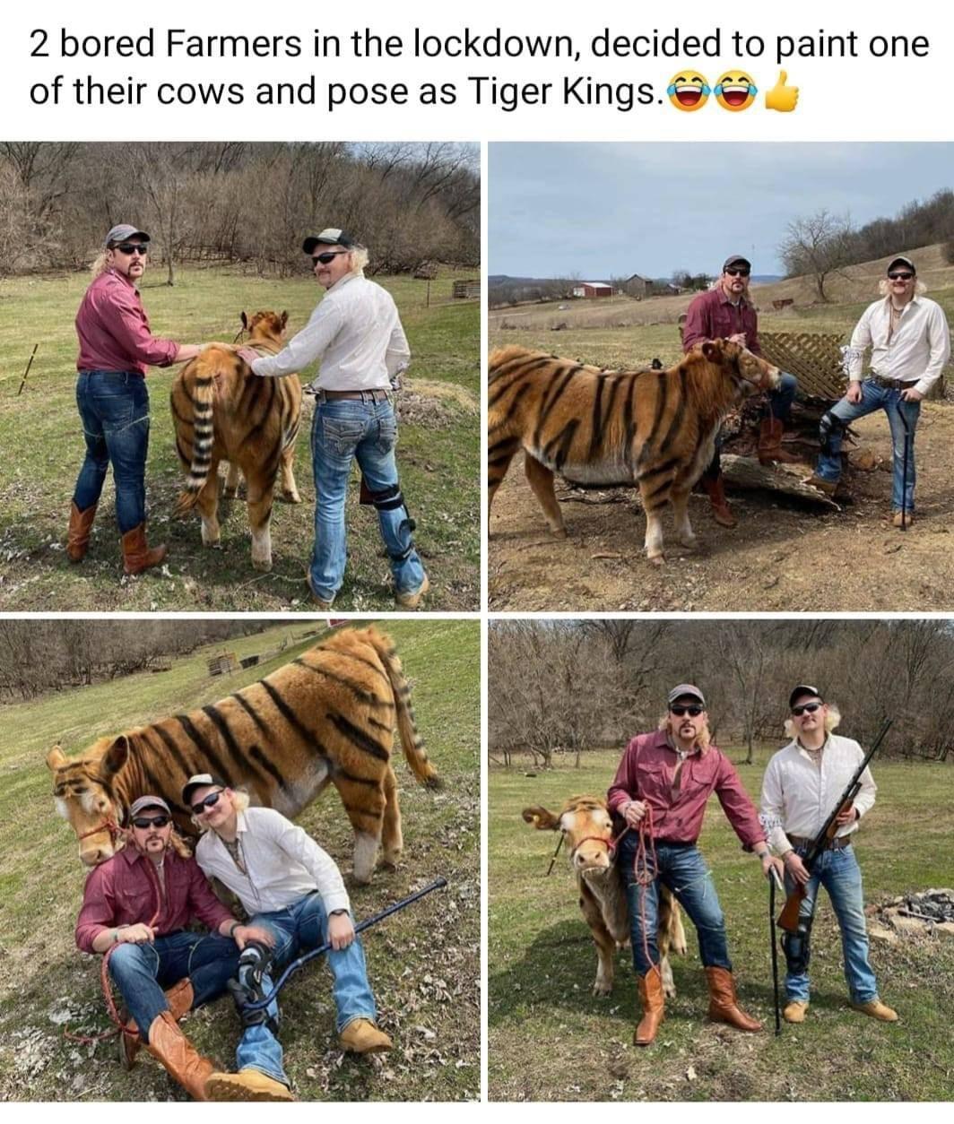 2 bored Farmers in the lockdown decided to paint one of their cows and pose as Tiger Kings