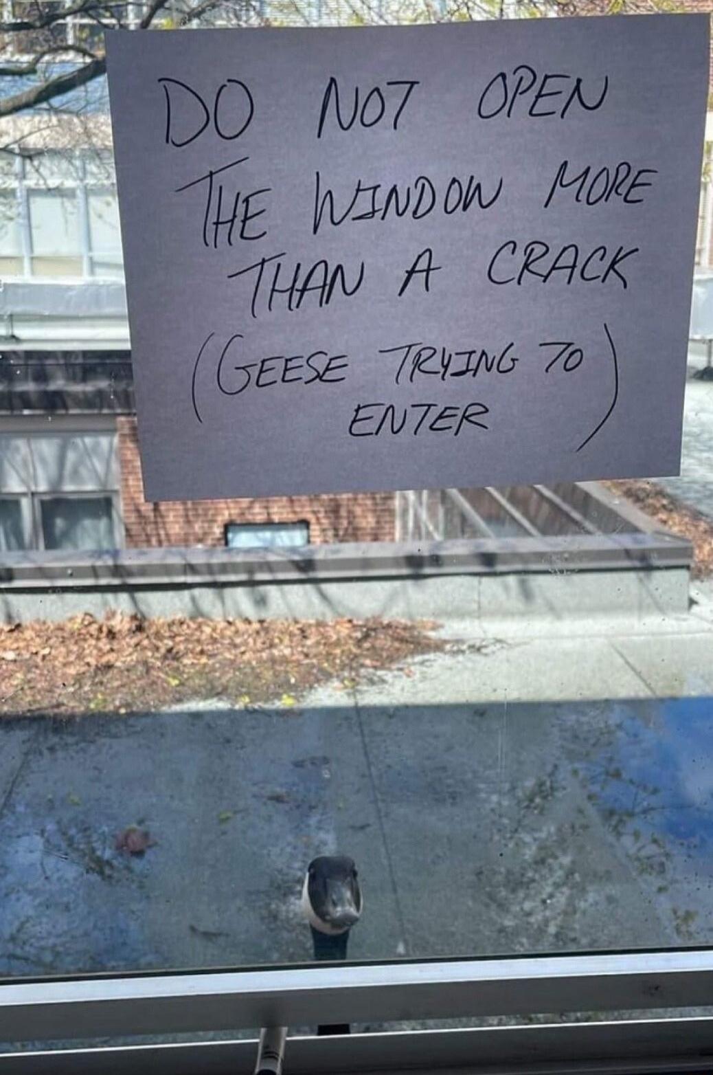 DO NOT OPEN THE WINDOW MORE THAN A CRACK (GEESE TRYING TO ENTER)