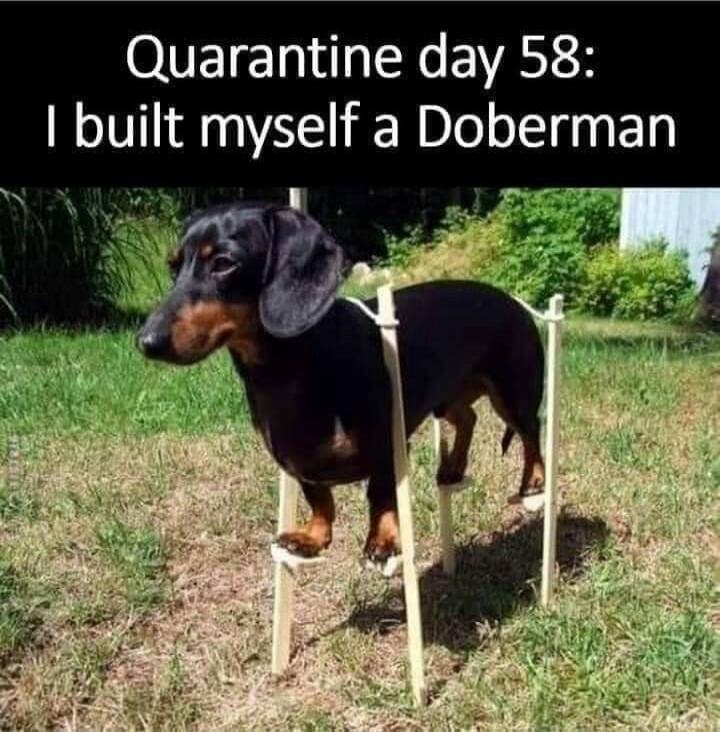 Quarantine day 58 I built myself a Doberman P i WA
