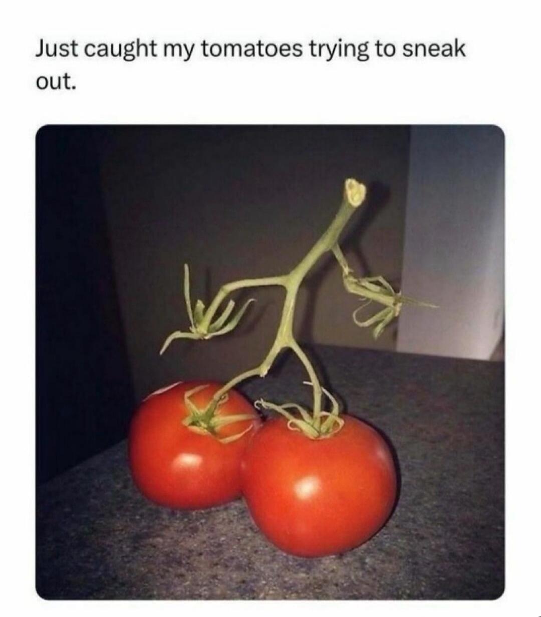 Just caught my tomatoes trying to sneak out.