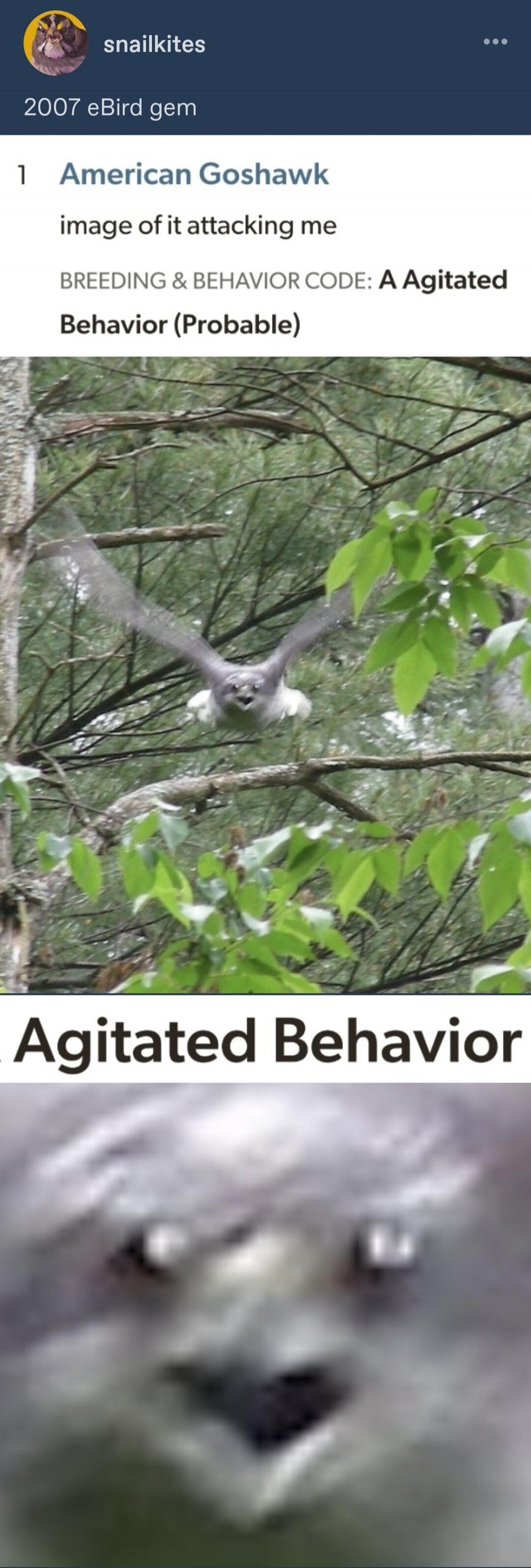 snailkites 2007 eBird gem 1 American Goshawk image of it attacking me BREEDING & BEHAVIOR CODE: A Agitated Behavior (Probable) Agitated Behavior